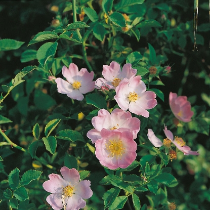 Picture of Herb Dog Rose (Rosa Canina)